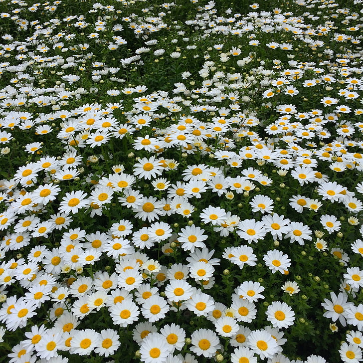 Daisy, Margaret, nespočetné množstvo, gregariousness, jednej strane, kvetinová záhrada, kvety
