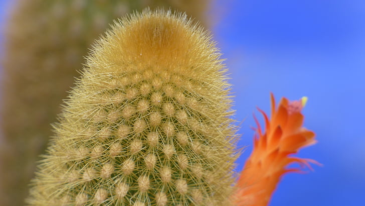 Cactus, landschap, plant