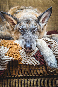 câine, Ciobanesc german, canin, vechi, odihnindu-se, animale, animal de casă