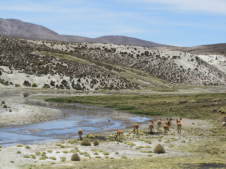 alpaca, Chile, parincota, Kahl, montanhas, quente