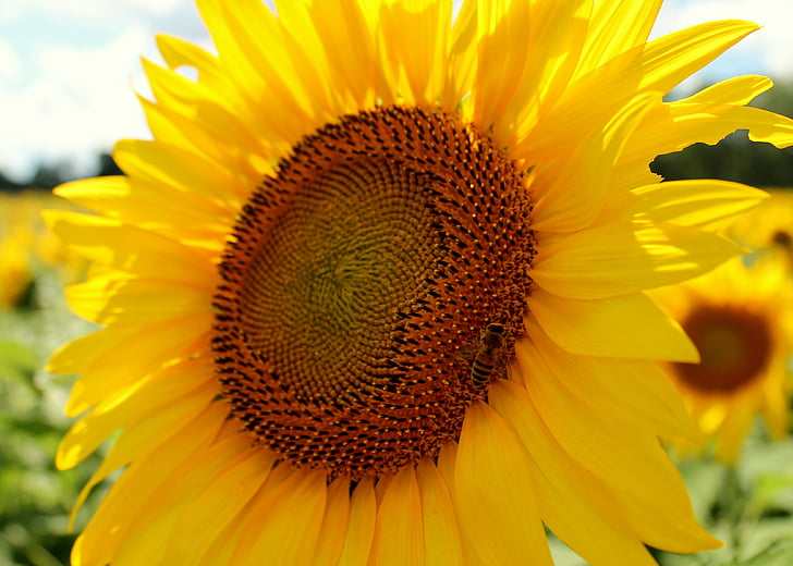 Slunečnice, včely medonosné, včela, včelařství, žlutá