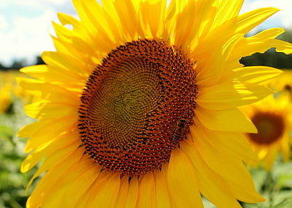 Соняшник, медоносних бджіл, Бджола, Бджільництво, жовтий