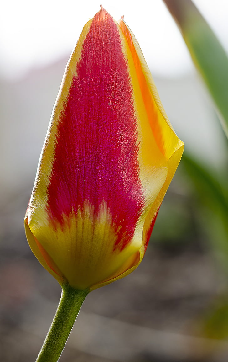 tulip, flower, spring, nature, plant, two color, onion flower