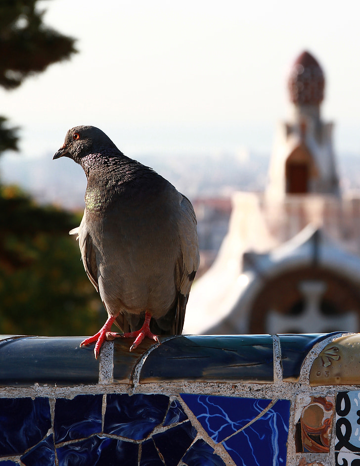 pigeon, bird, animal, park guell, red feet, bird feet, spain