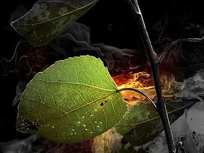 foliage, leaf, nature, branch, smoke, abstract, plant