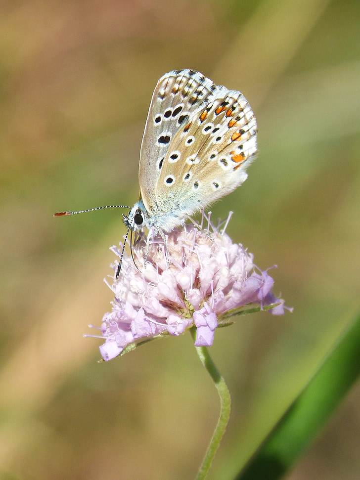 modrý motýl, blaveta obec, Polyommatus icarus, Wild flower, LIBAR, motýl