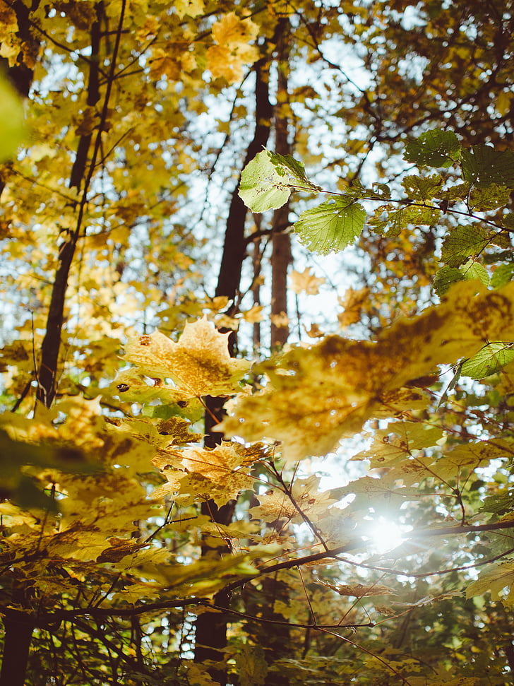 木, 秋, 秋, フォレスト, 森の中, アウトドア, 自然