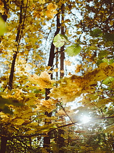 træer, efterår, falder, skov, Woods, udendørs, natur