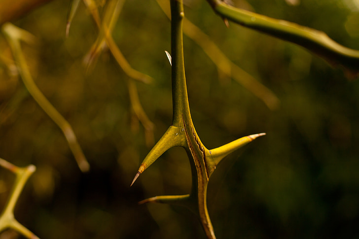 thorn, plant, vine, nature, spines, prickly