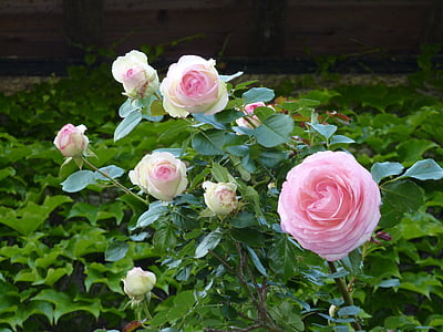roses, bush, pink, rose family, bush rose, nature