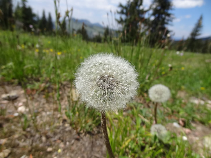 dandelion, mountains, meadow, plant, fluffy, nature, flower