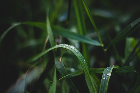 dew, drops of water, grass, green, leaves, nature, plant