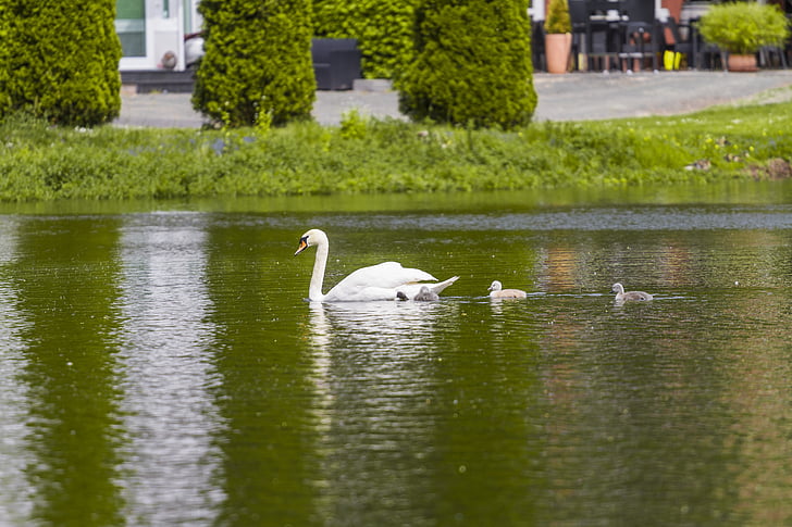 swan, pond, water, lake, bird, nature, animal
