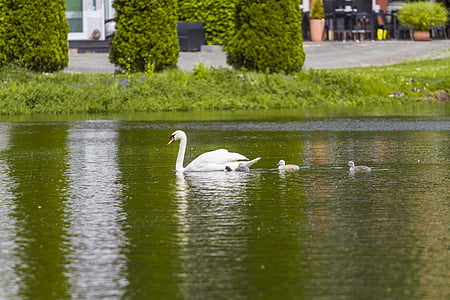 Swan, dammen, vann, Lake, fuglen, natur, dyr