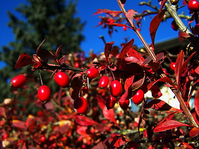 붉은 열매, 가 수확, 밤색 barberries, 레드, 자연, 과일, 잎