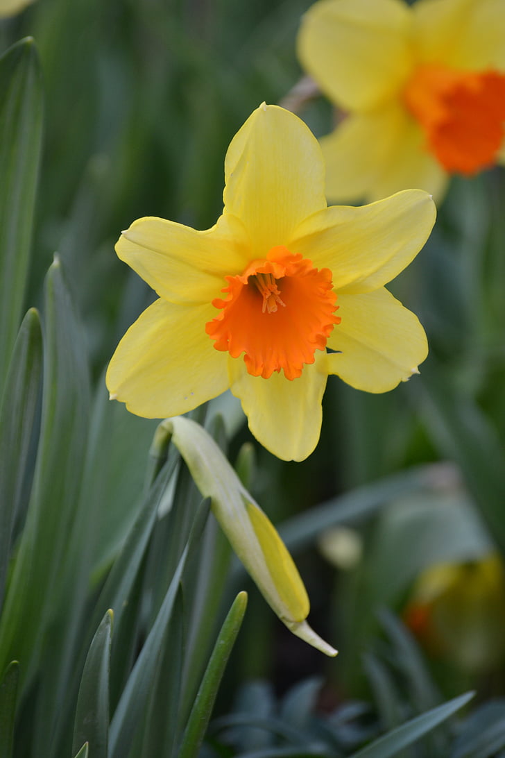 Narcis, proljeće, cvatu, Narcis, žuta, priroda, vrt