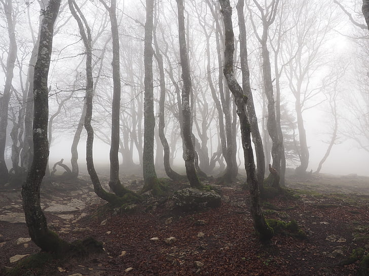 бук, мъгла, гора, дървета, стволове, книга, мъгливо