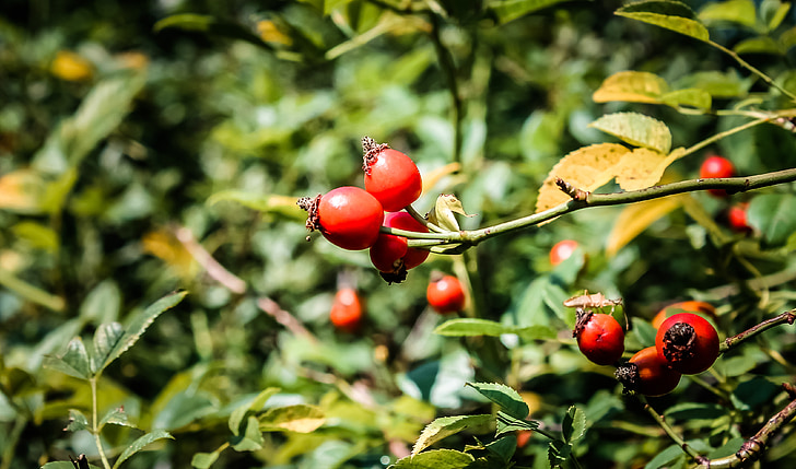 rosehips, rosa canina, fruit, forest, berry, bush, crop