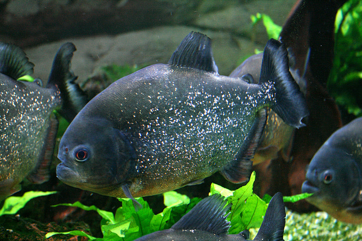 Piranha, röd bellied, fisk, Tropical, tank, akvarium, farliga