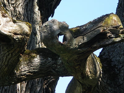 quercia, fronte dell'albero, Hantu fantasma, creature mitiche, occhio, bocca, naso