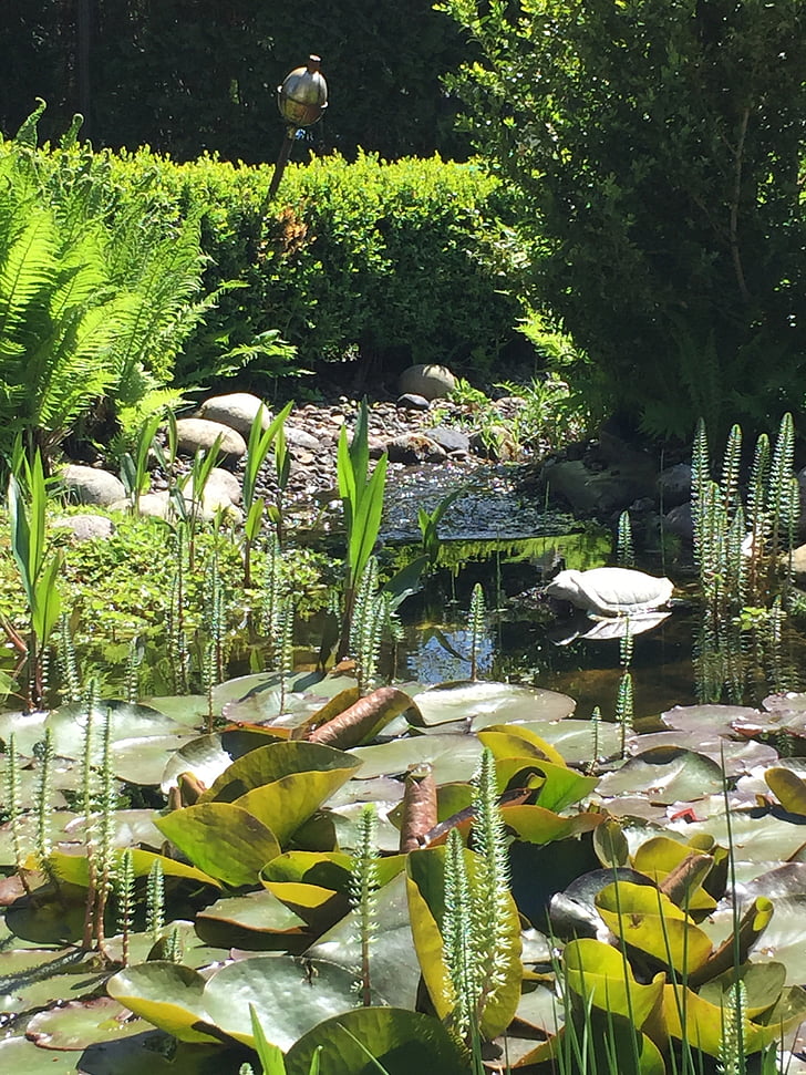 garden, plant, pond, spring, green space, wrate, water