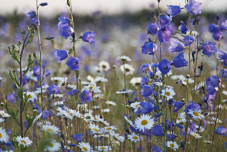 flor, l'estiu, natura, blau, planta, porpra