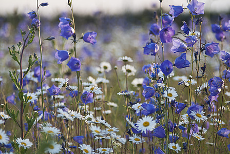 λουλούδι, το καλοκαίρι, φύση, μπλε, φυτό, μωβ