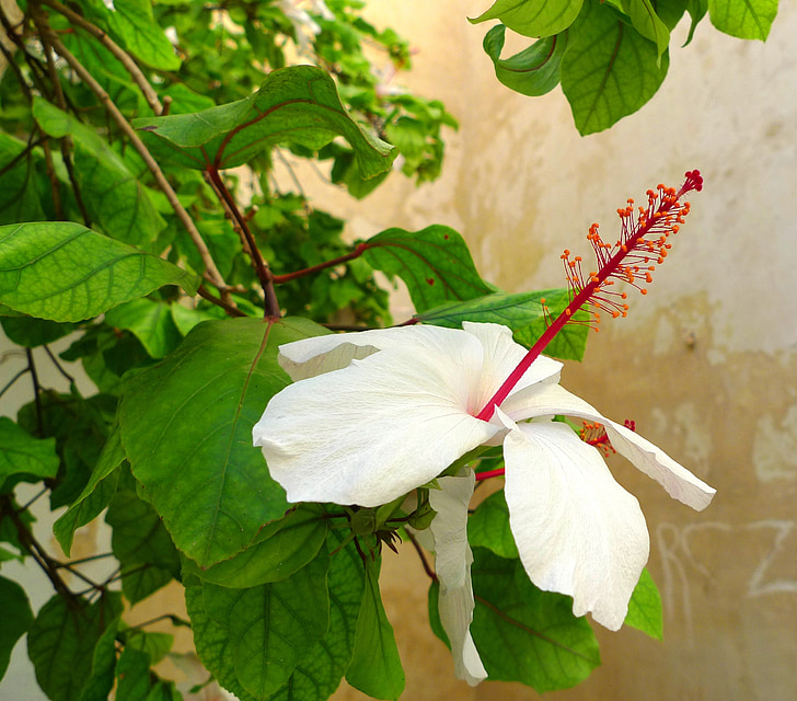 hibiscus, plant, blossom, bloom, green, white, red