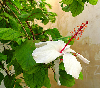 Hibiscus, planta, flor, floración, verde, Blanco, rojo