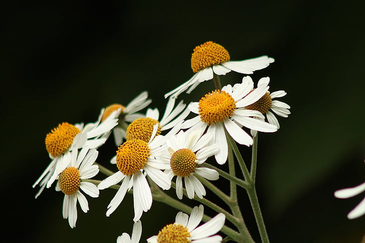 vit, blommor, bakgrund, Daisy, prästkragar, blommig, sommar