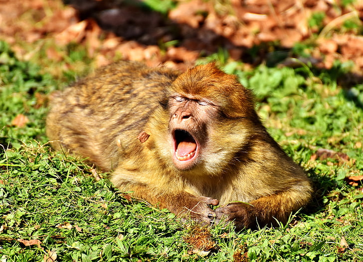 barbary ape, yawn, cute, endangered species, monkey mountain salem, animal, wild animal