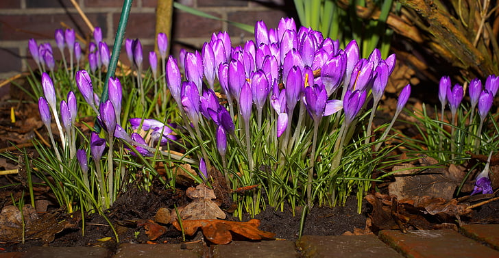 Crocus, kukat, maaliskuun alussa, violetti, kevään kukat, Violet, Puutarha