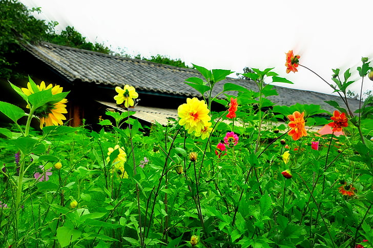village, sunflower, flowers