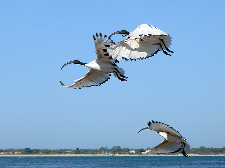 Frankrike, ibis, flygande, flyg, naturen, utanför, Bay