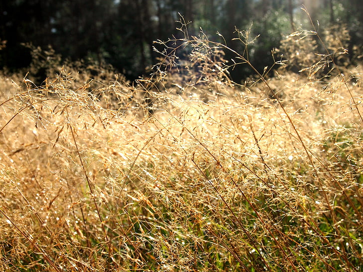 Heide, tráva, slunce, sluneční světlo, elfové, louka, Příroda