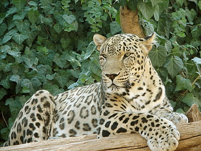 leopard, resting, big cat, animal, wildlife, predator, mammal