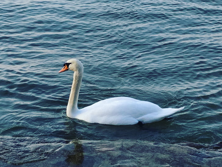 Swan, Balatonsjön, vatten, sjön