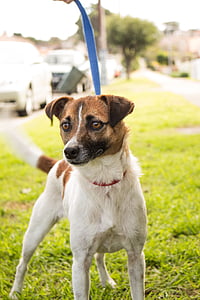 jack russell, terrier, dog, canine, puppy, leash, animal