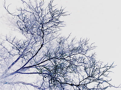 branches, twigs, background, negative, branch, nature, tree