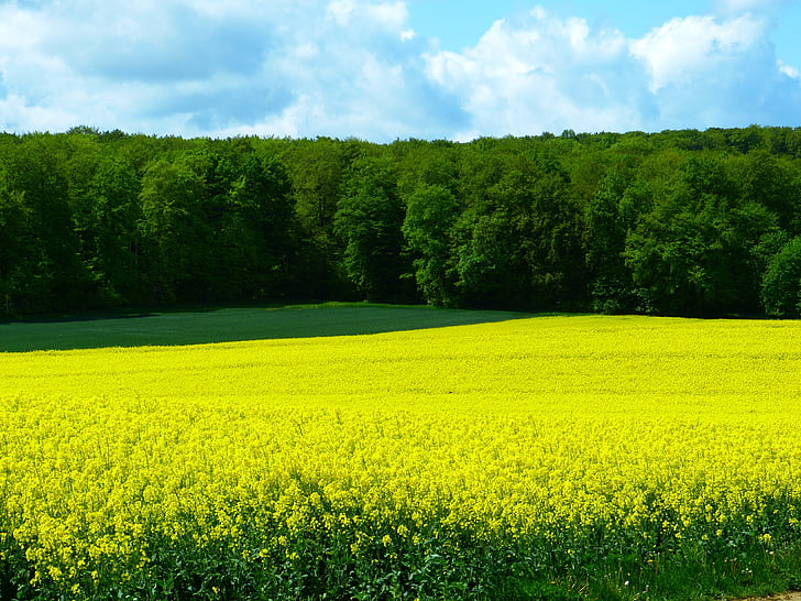 lĩnh vực, lĩnh vực rapeseeds, rừng, màu xanh lá cây màu vàng, mùa xuân, Thiên nhiên, oilseed hiếp dâm