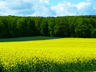 field, field of rapeseeds, forest, yellow green, spring, nature, oilseed rape