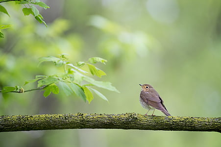 animal, bird, leaves, nature, perched, tree, wood
