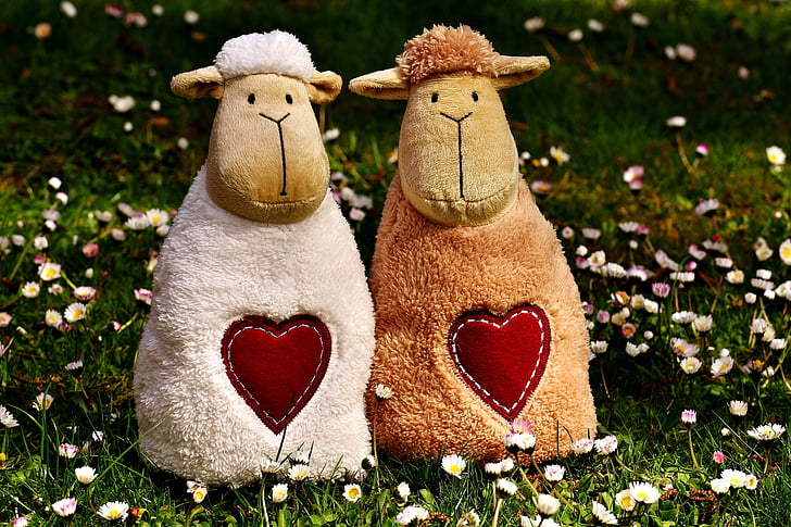 ovelles, l'amor, cor, dia de Sant Valentí, valent, junts, divertit