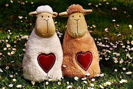 овець, Кохання, серце, день Святого Валентина, Симпатичний, разом, Смішний