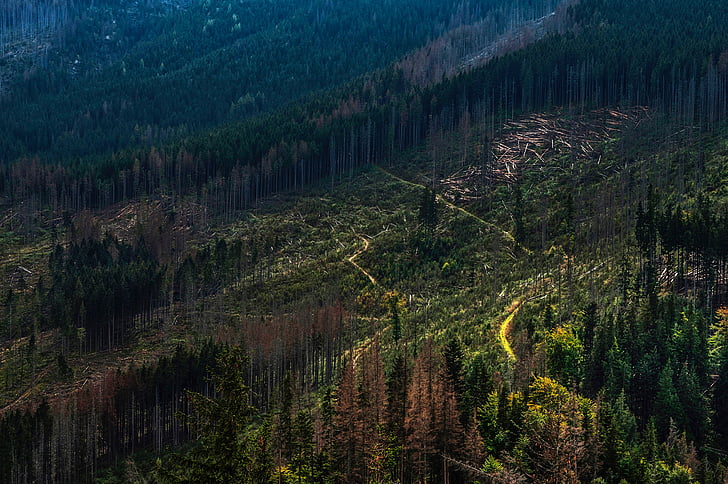 grønn, trær, anlegget, natur, skog, fjell, landskapet