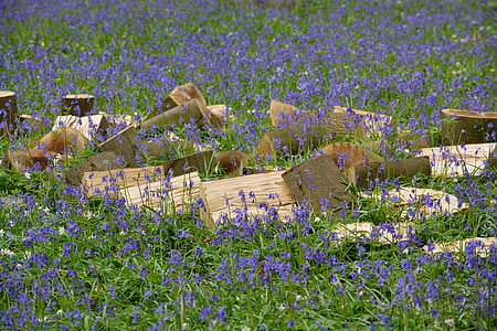hallerbos, blomster, Bluebell, vilde hyacinth, skov, farver, blå