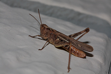grasshopper, insect, close, nature, probe, orthoptera, plage