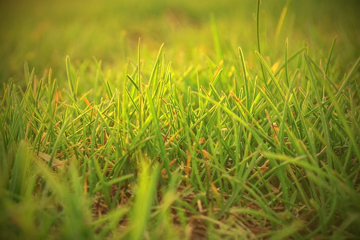 depth of field, field, grass, lawn