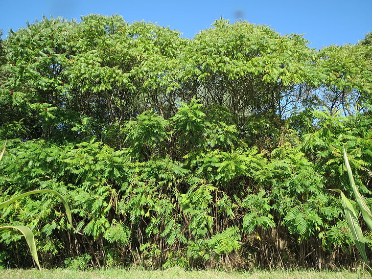 rhus typhina, staghorn sumac, stag's horn sumac, shrub, tree, flora, botany