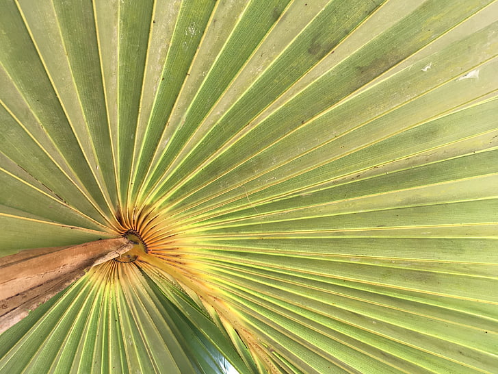 liść palmowy, zielony, Tropical, Hawaje, Oddział, Dekoracja, wzór